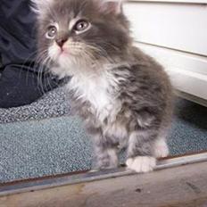 Blanding af racer Taz