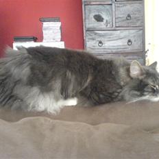 Blanding af racer Taz