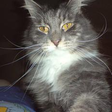 Blanding af racer Taz