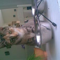 Huskat scarface *R.I.P.*