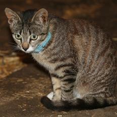 Blanding af racer Dina R.I.P