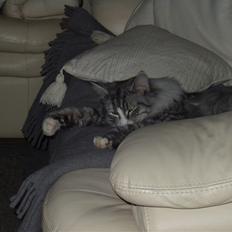 Norsk Skovkat Sylvester