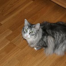 Norsk Skovkat Sylvester