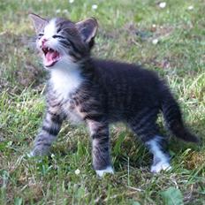 Blanding af racer Alonso