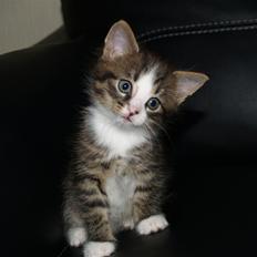 Blanding af racer Alonso