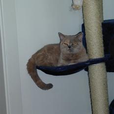 British Shorthair charlott