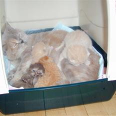 British Shorthair charlott