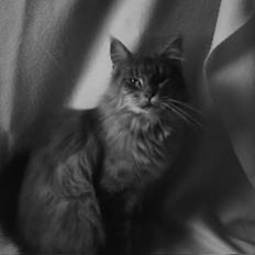Maine Coon Pheobe