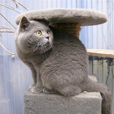 British Shorthair Syriam's Figaro