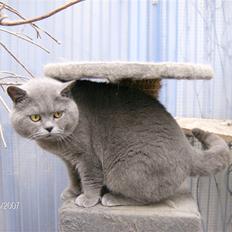 British Shorthair Syriam's Figaro