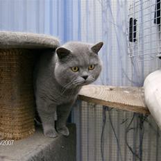 British Shorthair Syriam's Figaro