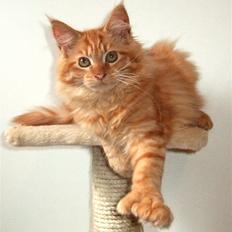 Maine Coon Chessy P
