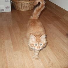 Maine Coon Chessy P