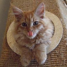 Maine Coon Chessy P