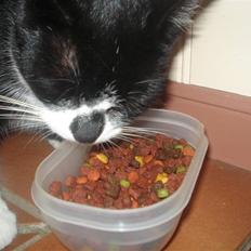 Huskat felixsine<3!! R.I.P :'(