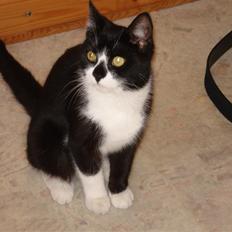 Huskat felixsine<3!! R.I.P :'(