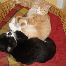 Huskat felixsine<3!! R.I.P :'(