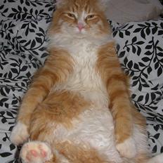 Blanding af racer Mutte