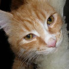 Blanding af racer Mutte