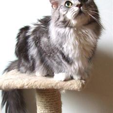 Maine Coon Troya