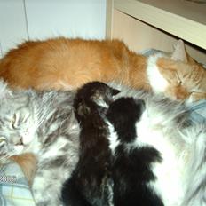 Maine Coon Troya