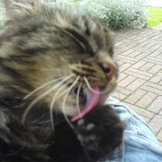 Norsk Skovkat Kissar