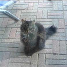 Norsk Skovkat Kissar