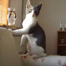 Blanding af racer Smylie. 