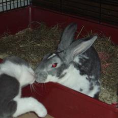 Blanding af racer Smylie. 