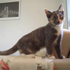 Blanding af racer Smilla