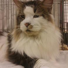 Maine Coon Uno *Gr. Int. Champion*