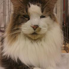 Maine Coon Uno *Gr. Int. Champion*