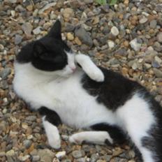 Huskat Kitte-Cutty