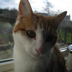 Blanding af racer Anthony - R.I.P