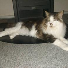 Maine Coon Uno *Gr. Int. Champion*