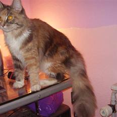 Maine Coon miss daisy