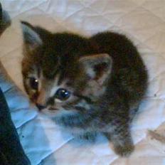 Blanding af racer Purken 07