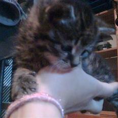 Blanding af racer Purken 07