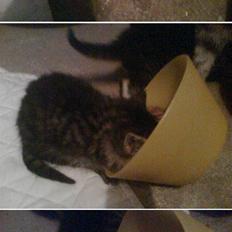 Blanding af racer Purken 07