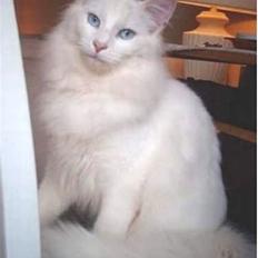 Norsk Skovkat DK Kj White Chokos Fnuggi