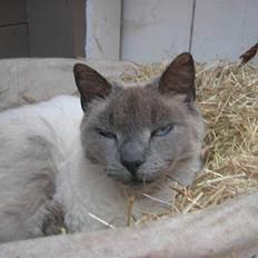 Huskat Prinsesse Nala