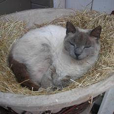 Huskat Prinsesse Nala