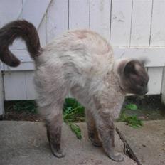 Huskat Prinsesse Nala