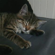 Blanding af racer Chili