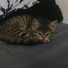 Blanding af racer Chili