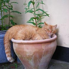 Huskat Paplo Picasso