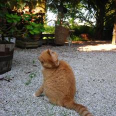 Huskat Paplo Picasso