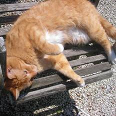 Huskat Paplo Picasso