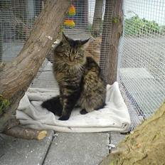 Maine Coon Chester solgt