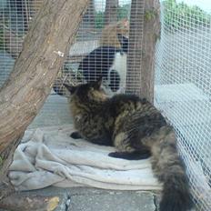 Maine Coon Chester solgt